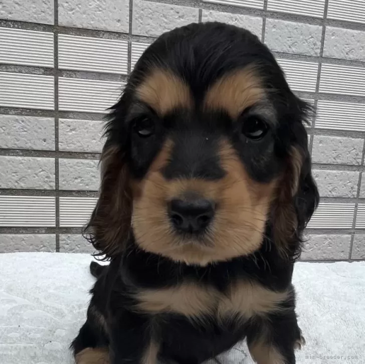 イングリッシュコッカースパニエル