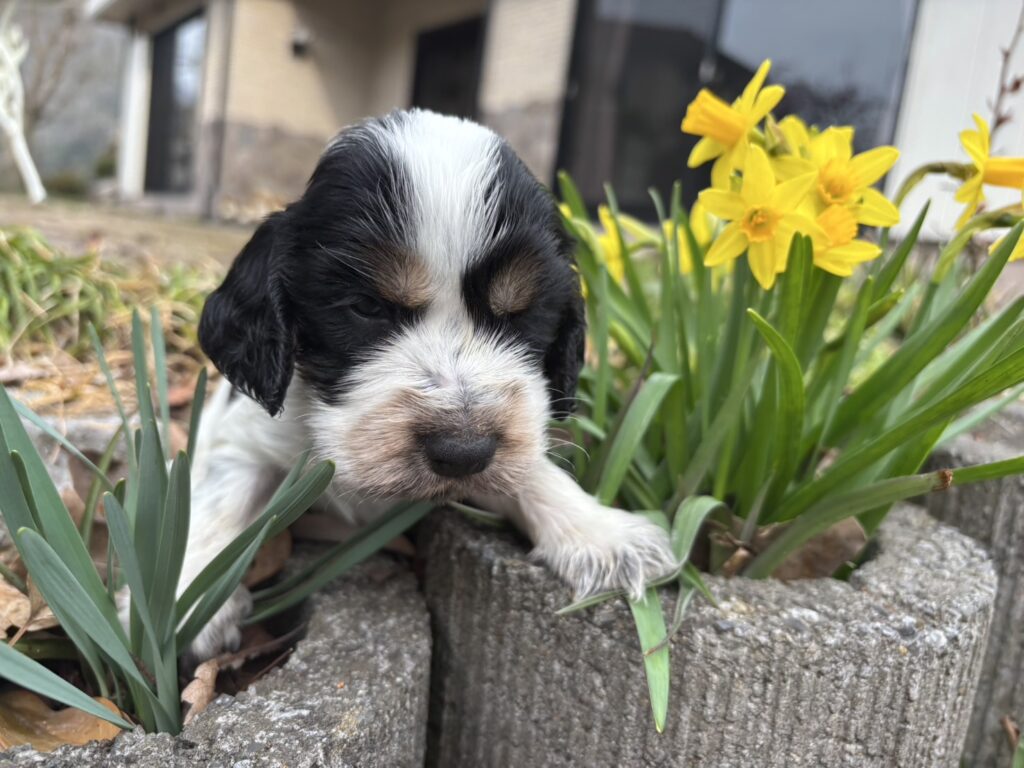 イングリッシュコッカースパニエル